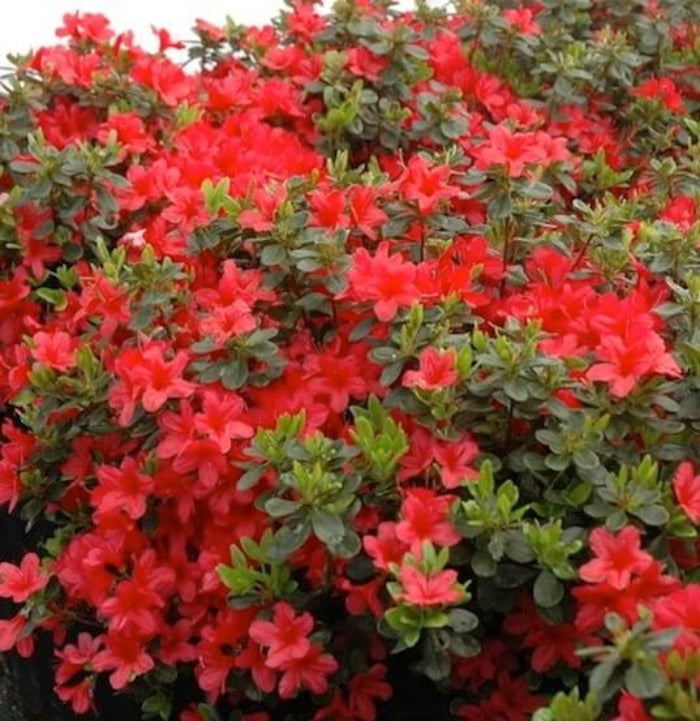 Hino crmsion Azalea Seeds