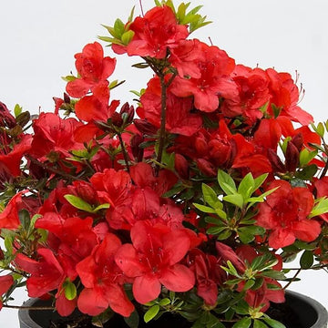 Hino crmsion Azalea Seeds