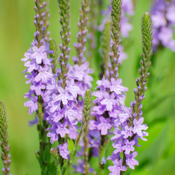 Hoary Vervain Seeds – Native Wild
