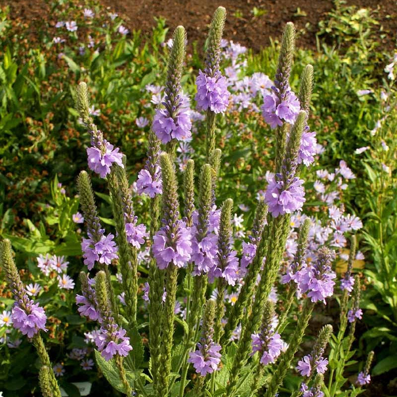 Hoary Vervain Seeds – Native Wild
