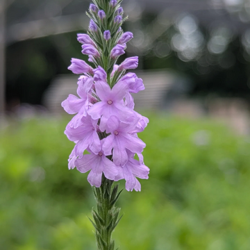 Hoary Vervain Seeds – Native Wild
