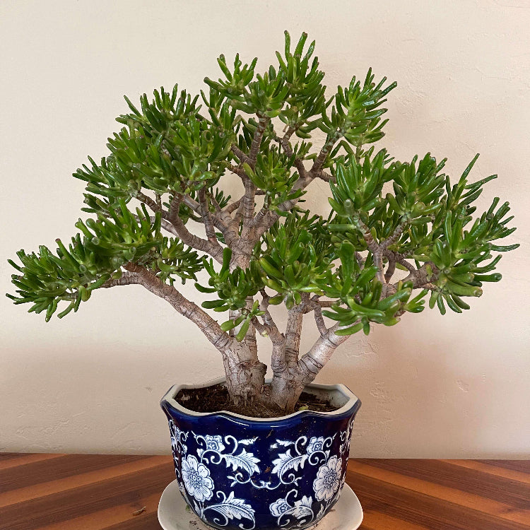 Hobbit Jade Plant Seeds