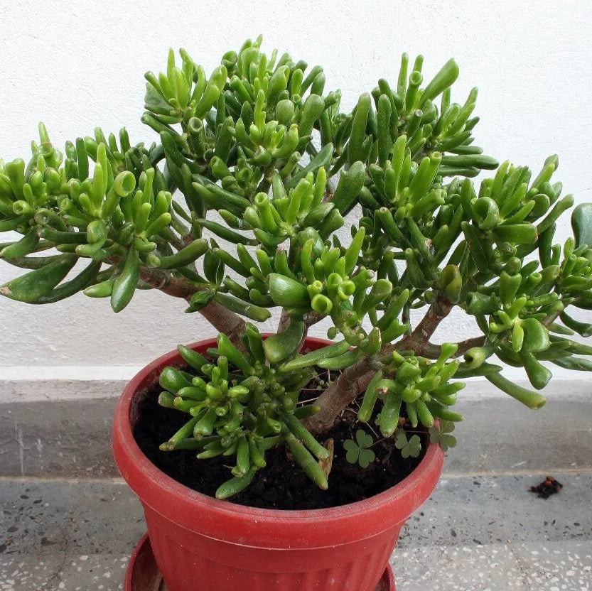 Hobbit Jade Plant Seeds