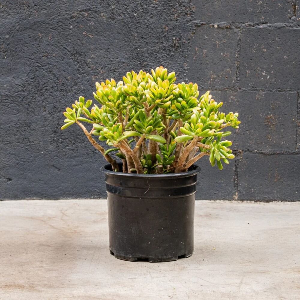 Hobbit Jade Plant Seeds