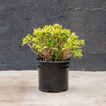 Hobbit Jade Plant Seeds