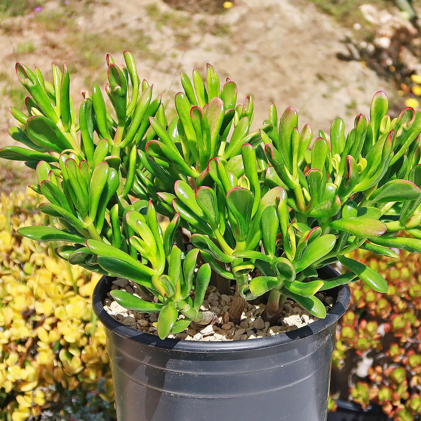 Hobbit Jade Plant Seeds