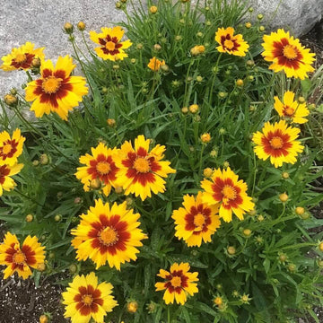 Hoch Coreopsis Seeds – Native Wildflower