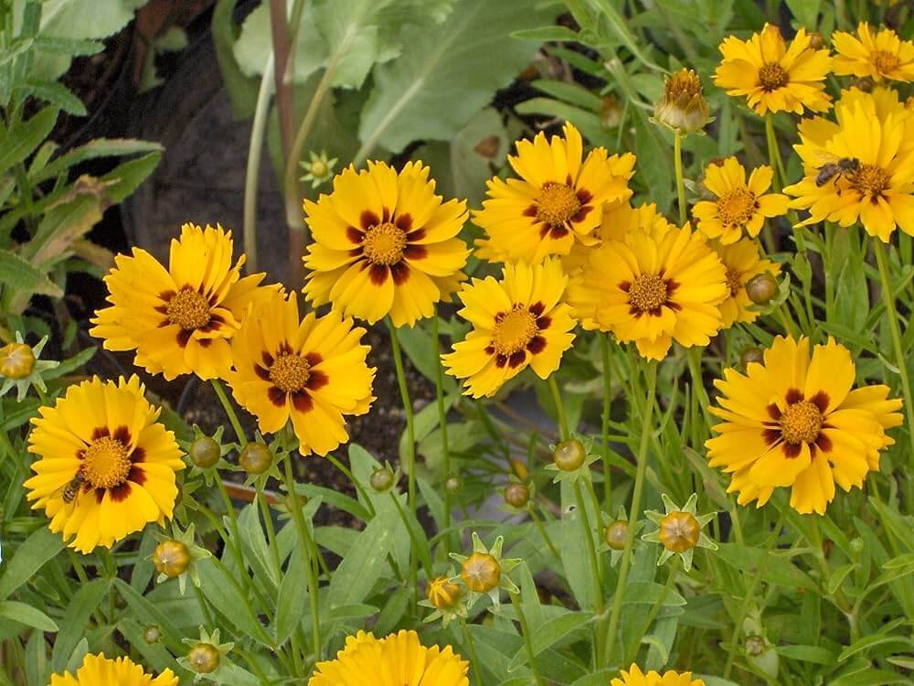 Hoch Coreopsis Seeds – Native Wildflower