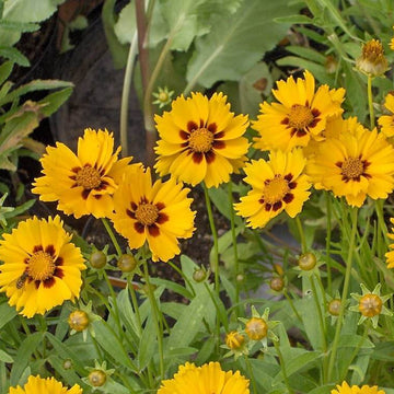 Hoch Coreopsis Seeds – Native Wildflower