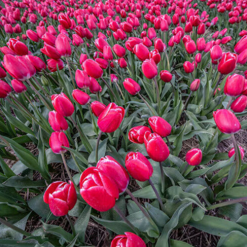 Holland Tulip Seeds - Flower Plant
