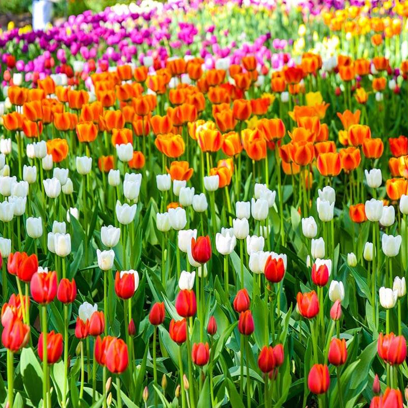 Holland Tulip Seeds - Flower Plant