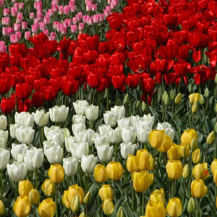 Holland Tulip Seeds - Flower Plant