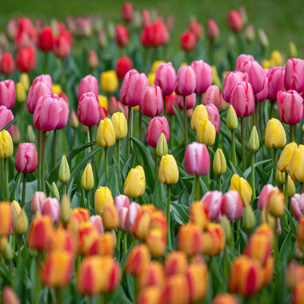 Holland Tulip Seeds - Flower Plant