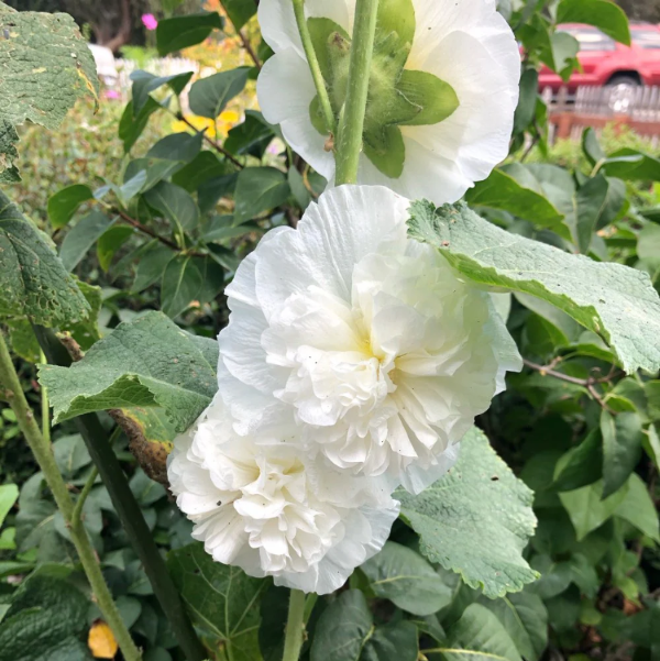 Hollyhock Seeds - Double White
