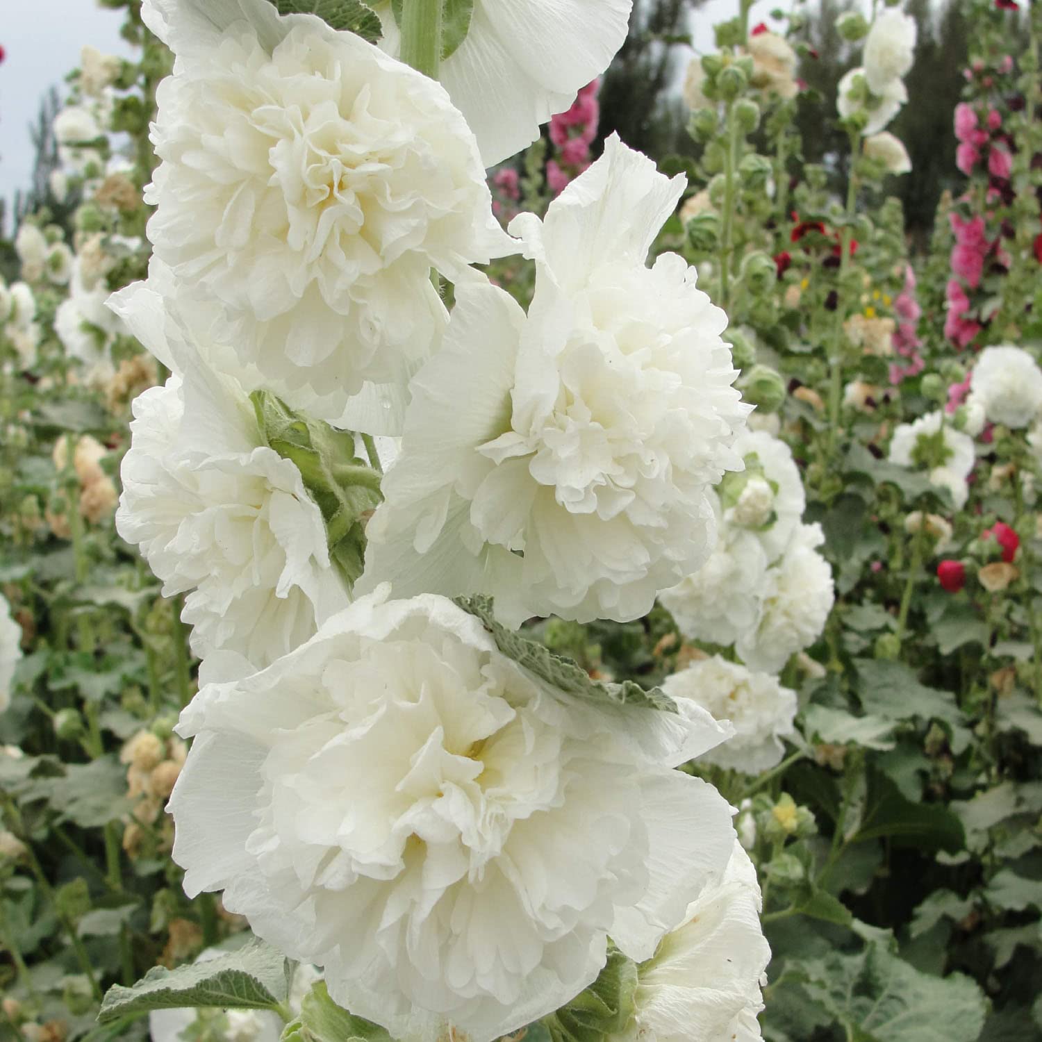 Hollyhock Seeds - Double White
