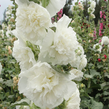 Hollyhock Seeds - Double White
