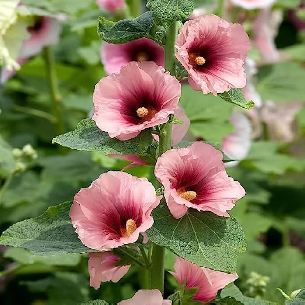 Hollyhock Seeds – Alcea Rosea
