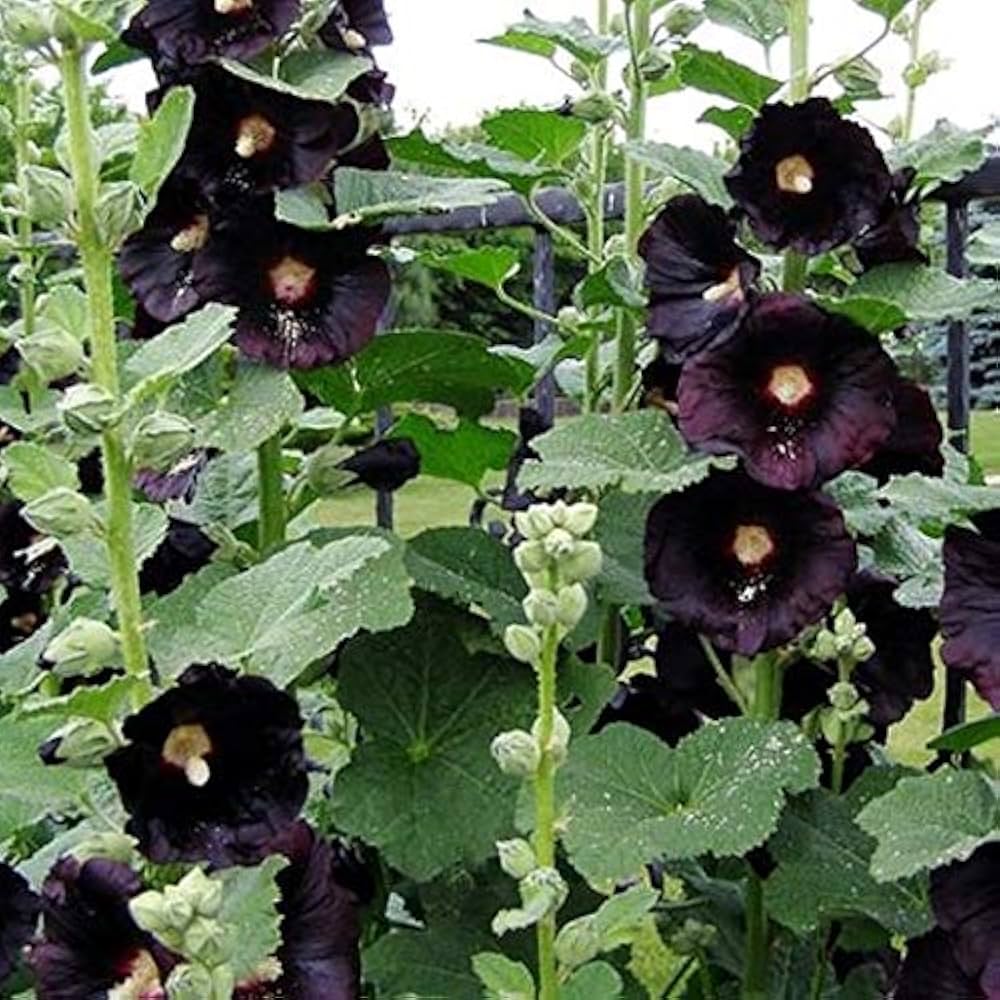 Hollyhock Seeds – Black
