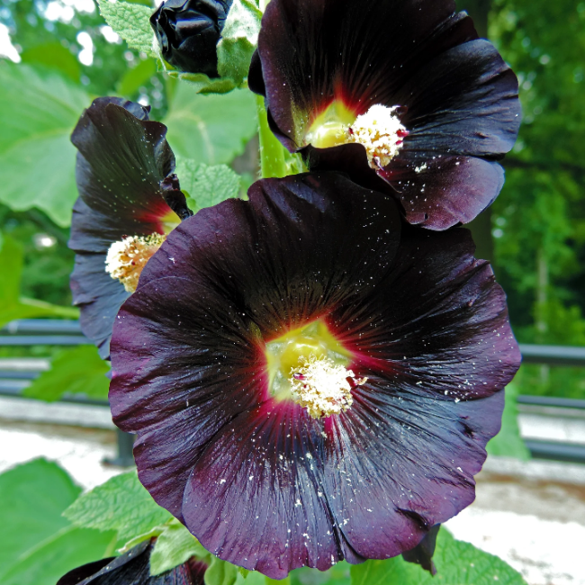Hollyhock Seeds – Black Prince
