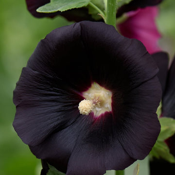 Hollyhock Seeds – Blacknight
