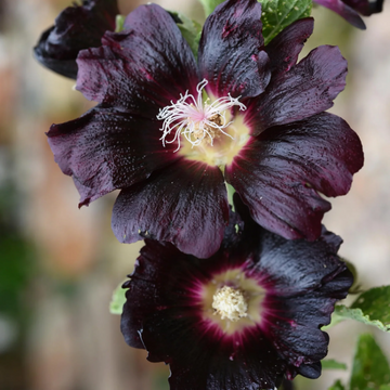 Hollyhock Seeds – Blacknight

