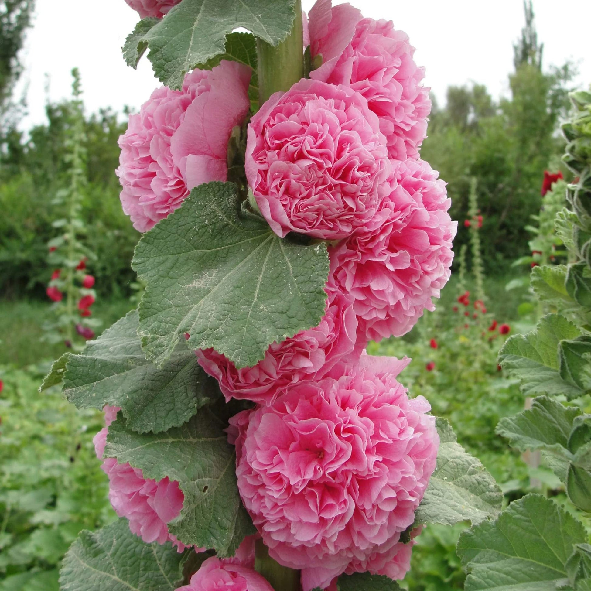 Hollyhock Seeds – Bride's Bouquet Double
