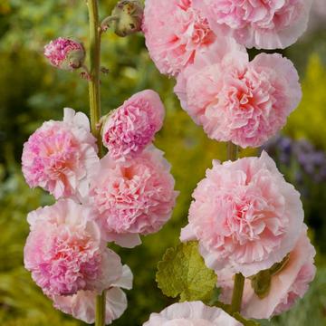 Hollyhock Seeds – Double
