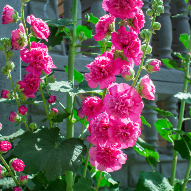 Hollyhock Seeds – Double
