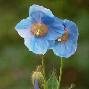 Hollyhock Seeds – Double Sky Blue