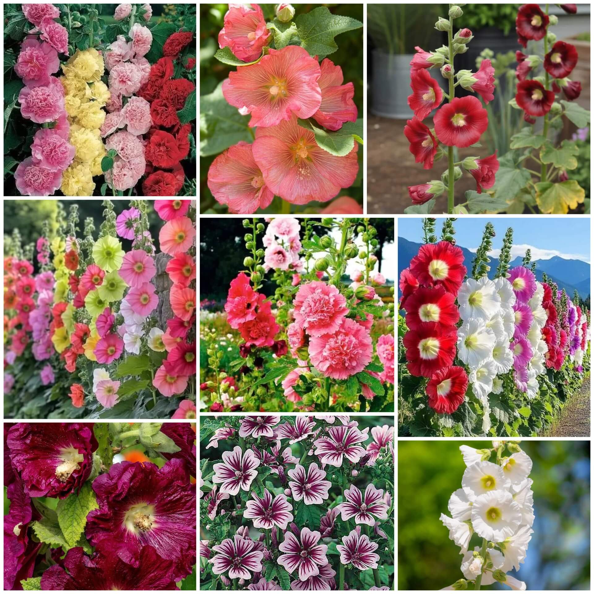 Hollyhock Seeds - All In One For Home Gardens