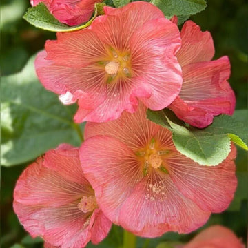 Hollyhock Seeds - All In One For Home Gardens