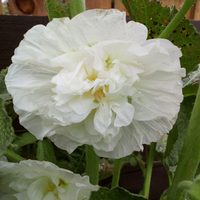 Hollyhock Seeds - Double White
