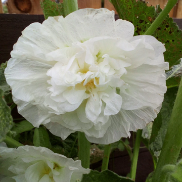 Hollyhock Seeds - Double White
