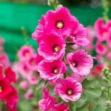 Hollyhock Seeds - Flower Plant for Home Gardens