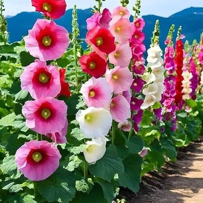 Hollyhock Seeds - Flower Plant for Home Gardens
