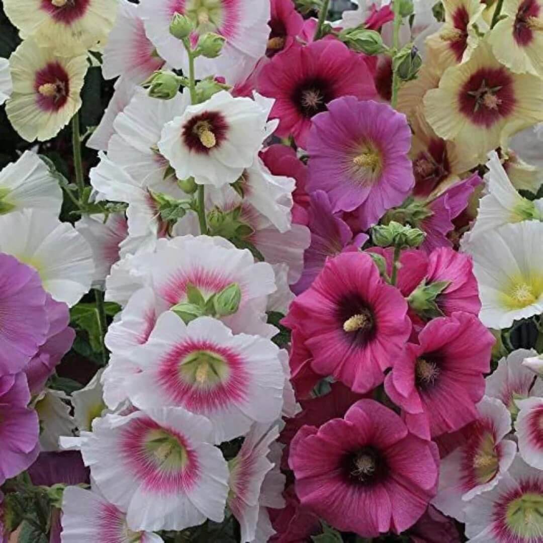 Hollyhock Seeds - Flower Plant for Home Gardens