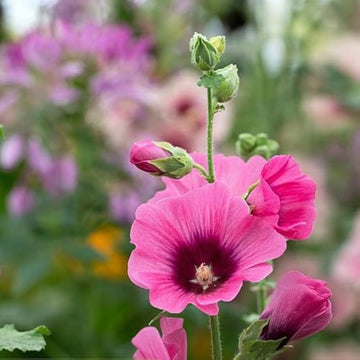 Hollyhock Seeds – Alcea Rosea
