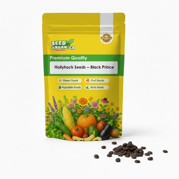 Hollyhock Seeds – Black Prince
