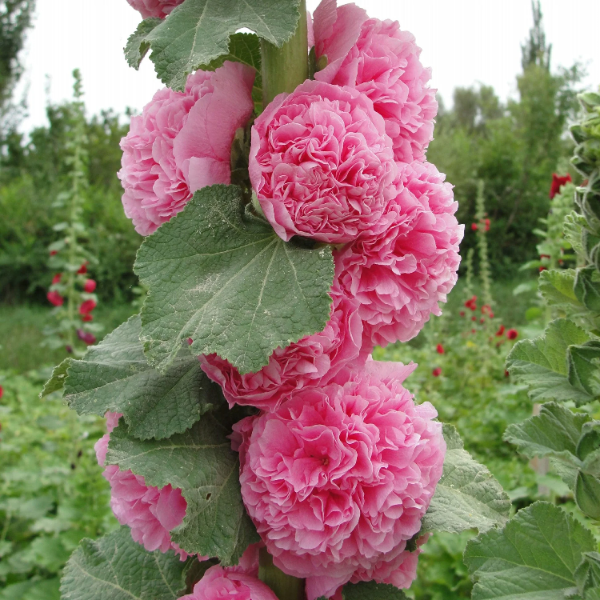 Hollyhock Seeds – Double
