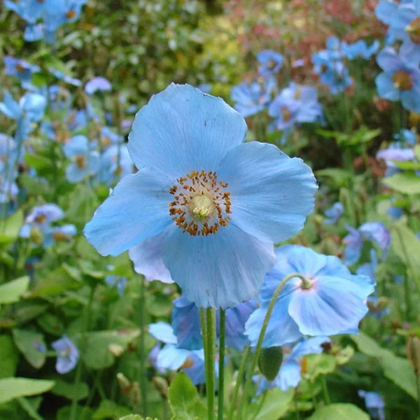 Hollyhock Seeds – Double Sky Blue