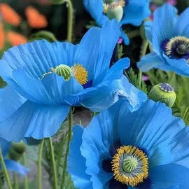 Hollyhock Seeds – Double Sky Blue