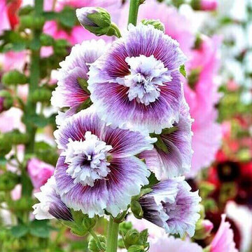 Hollyhock Seeds – White Purple