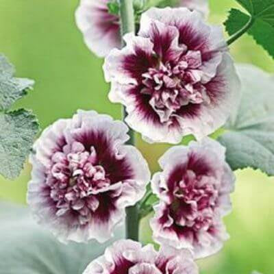 Hollyhock Seeds – White Purple