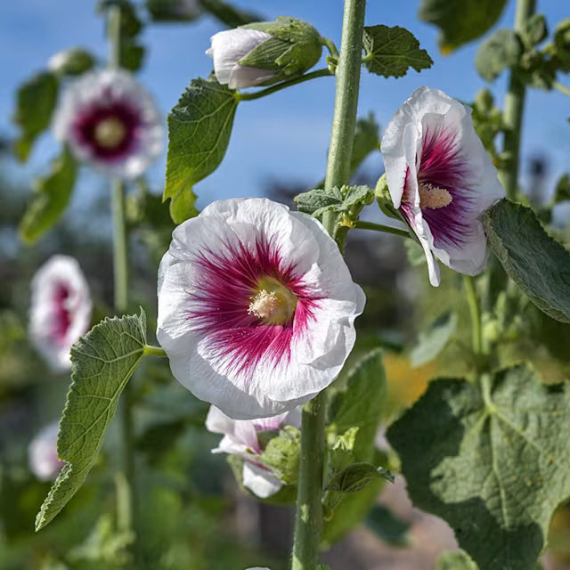 Hollyhock Seeds – White Purple