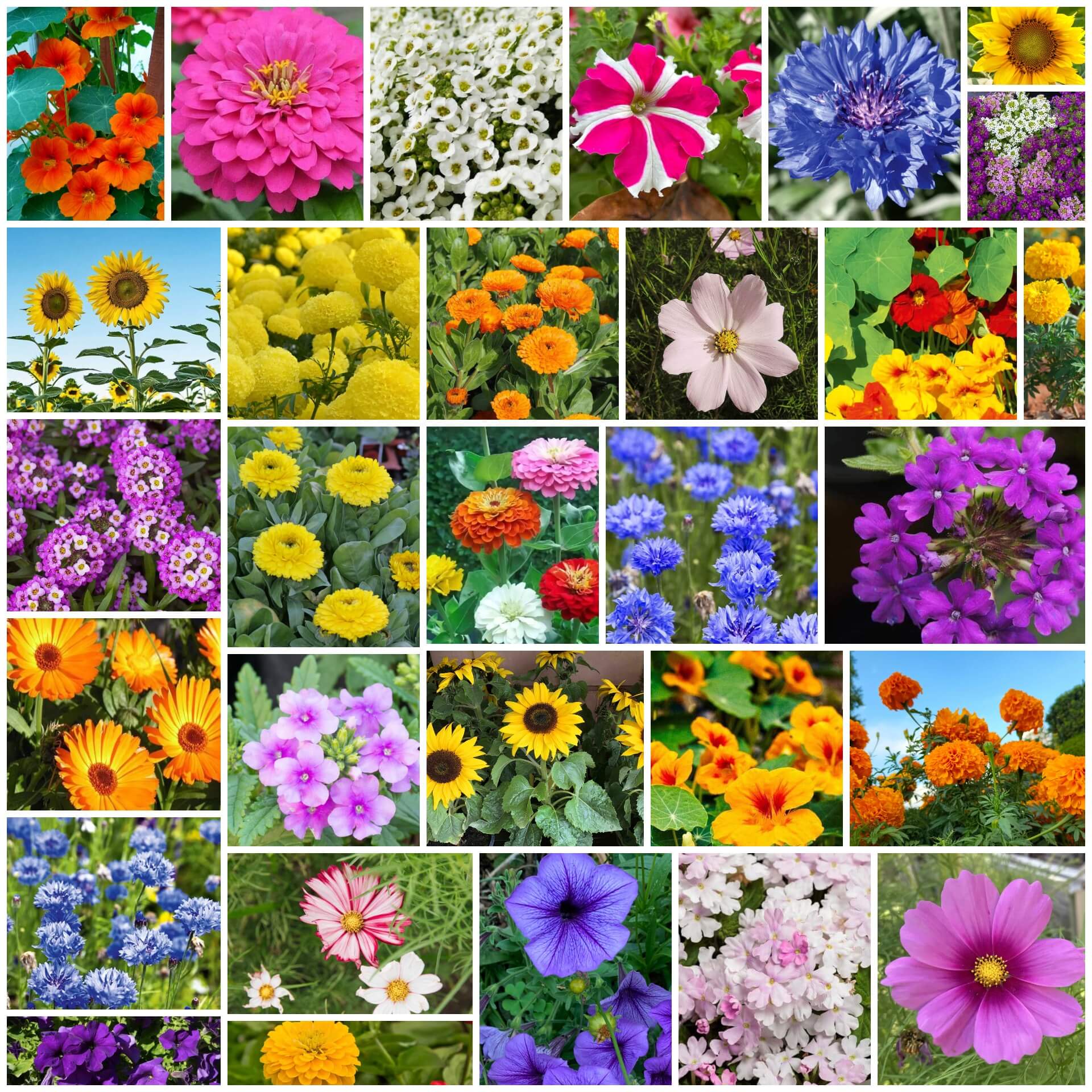 Home Garden Flower Seed Collection