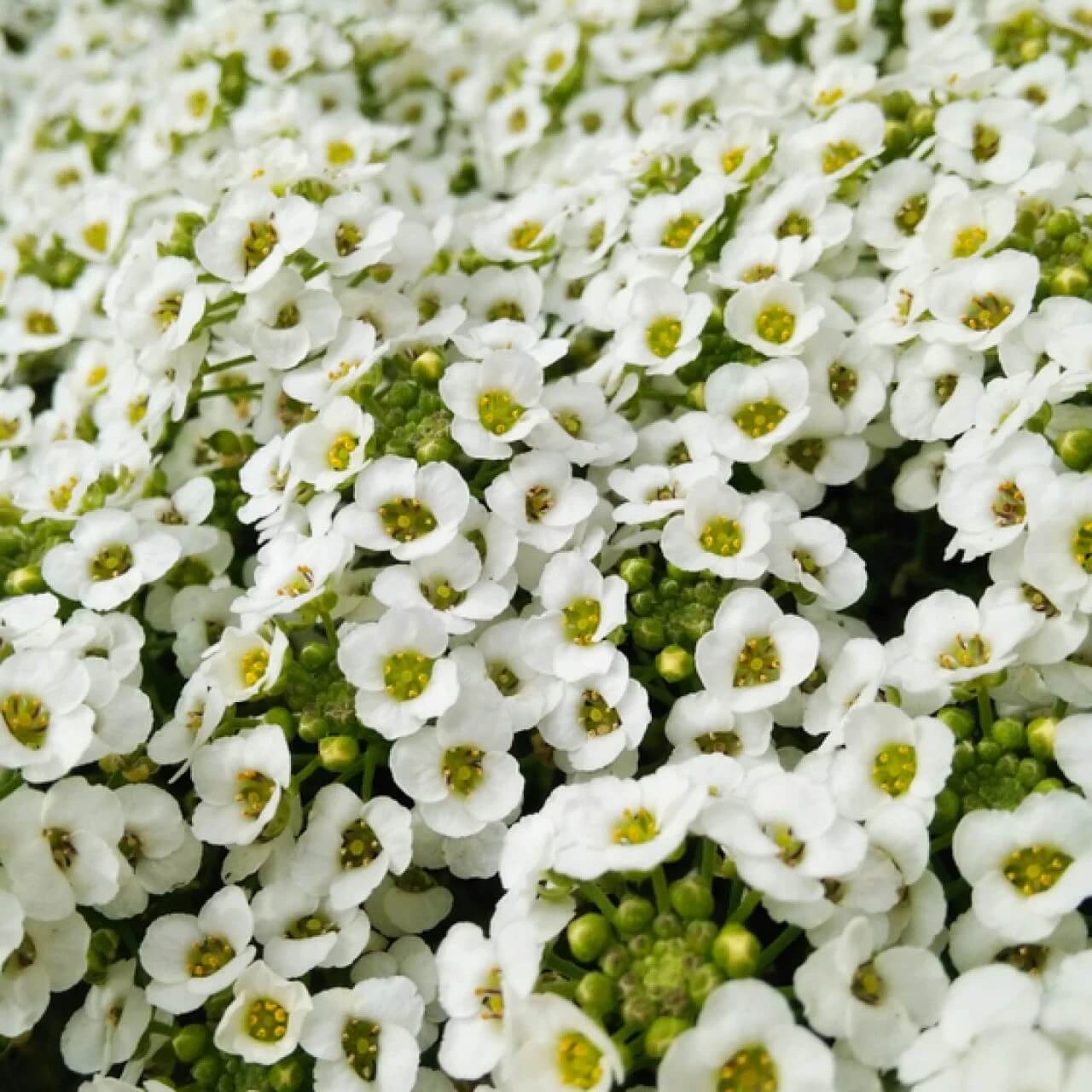 Home Garden Flower Seed Collection