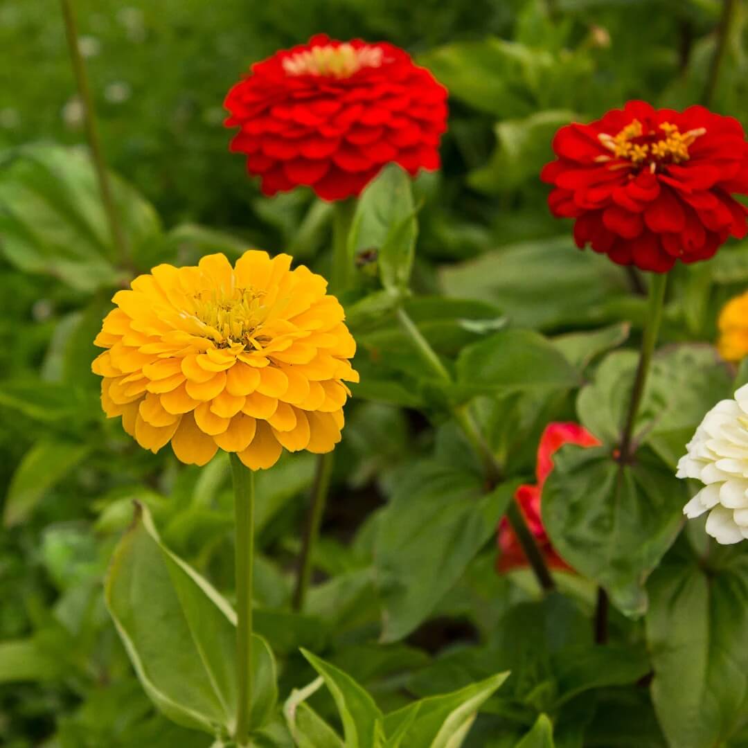 Home Garden Flower Seed Collection