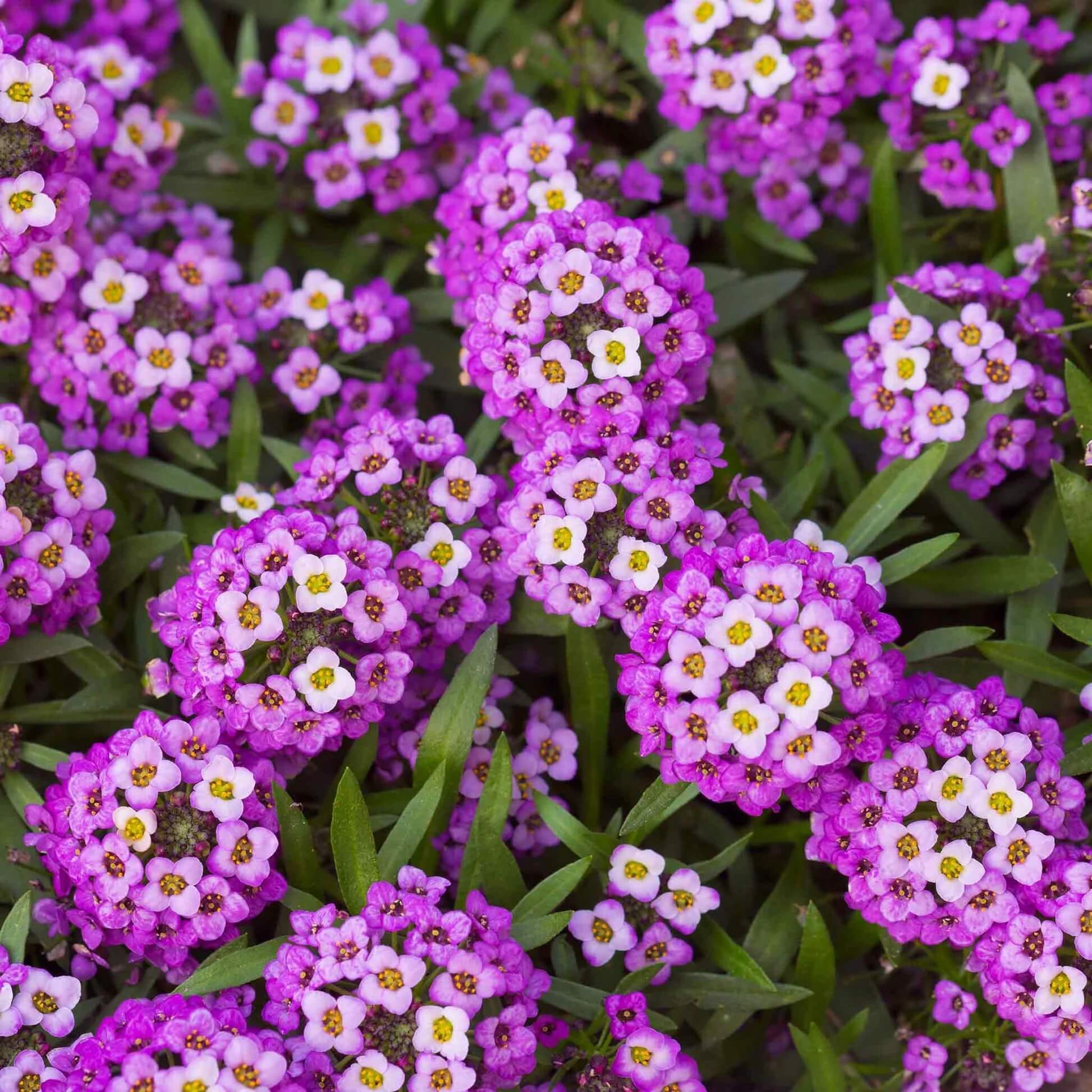 Home Garden Flower Seed Collection