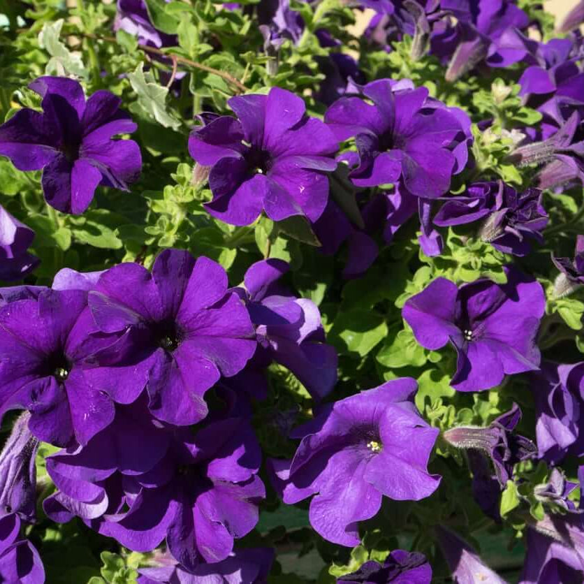 Home Garden Flower Seed Collection