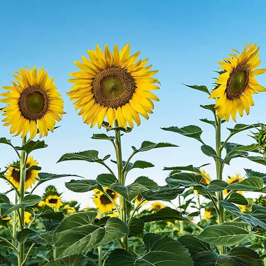 Home Garden Flower Seed Collection